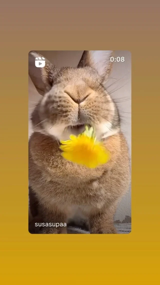 Frühstück 🙃🐰
Nein, keine Sorge bei uns kommt jeder auf seine Kosten. Wir bieten ein super leckeres, reichhaltiges und abwechslungsreiches Frühstücksbuffet mit regionalen Produkten selbstverständlich auch mit einer Auswahl an veganen und glutenfreien Produkten. 🥚🥐Wer es lieber schnell mag oder in Eile ist, dem bieten wir außerdem ein Frühstück to go☕ 
Breakfast 🙃🐰
No, don’t worry, everyone gets their money’s worth with us. We offer a super tasty, rich and varied breakfast buffet with regional products and, of course, a selection of vegan and gluten-free products. 🥚🥐If you prefer something quick or are in a hurry, we also offer breakfast to go☕
#hotelfrühstück #hotelbreakfast  Come and visit us 🧡#frühstücksbuffet #hotelköln #hotelsuche #nunohotelköln #nuno #nunohotel #booknow (Link in Bio) #hotels #köln #cologne #businesstravel #businesstrip #besthotels #citycenterhotel #visitcologne #citytrip #kölnhotel #kölncitiy
🎦susaupa